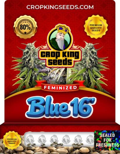 Blue 16 Strain
