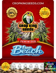 Blue Beach Haze Strain