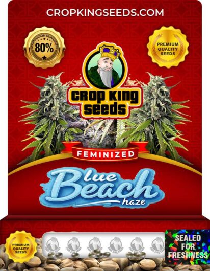 Blue Beach Haze Strain