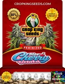 Blue Cherry Gelato Strain