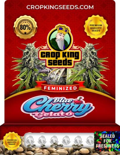 Blue Cherry Gelato Strain