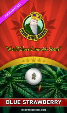 Blue Strawberry Feminized