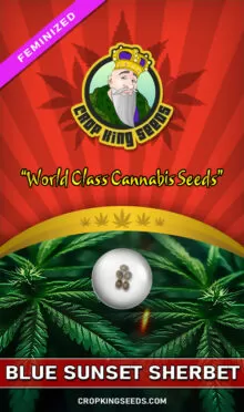 Blue Sunset Sherbet Feminized