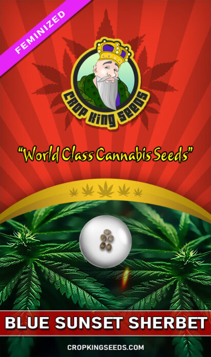 Blue Sunset Sherbet Feminized