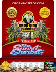 Blue Sunset Sherbet Strain