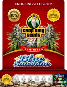 Blue Sunshine Strain