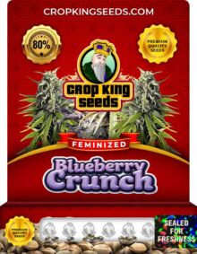 Blueberry Crunch Strain