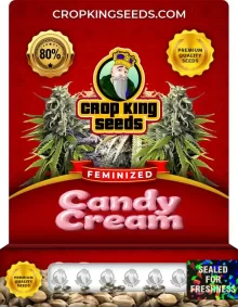 Candy Cream Strain