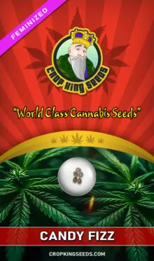 Candy Fizz Feminized