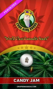 Candy Jam Feminized