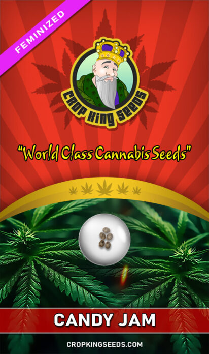 Candy Jam Feminized