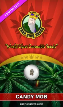 Candy Mob Feminized