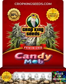 Candy Mob Strain