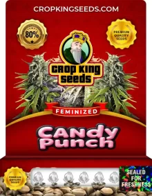 Candy Punch Strain