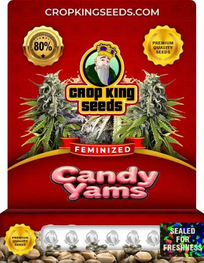 Candy Yams Strain