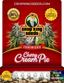 Cherry Cream Pie Strain