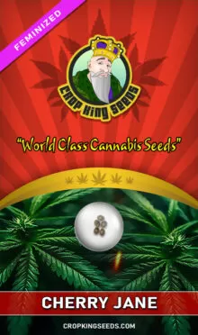 Cherry Jane Feminized