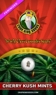 Cherry Kush Mints Feminized