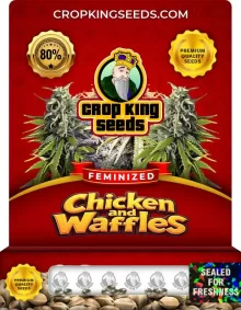 Chicken and Waffles Strain
