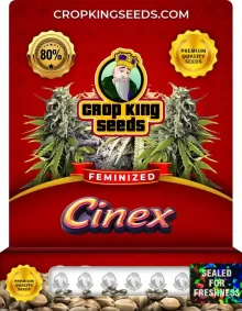 Cinex Feminized
