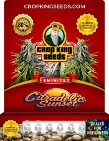 Citradelic Sunset Feminized