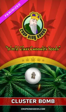 Cluster Bomb Feminized