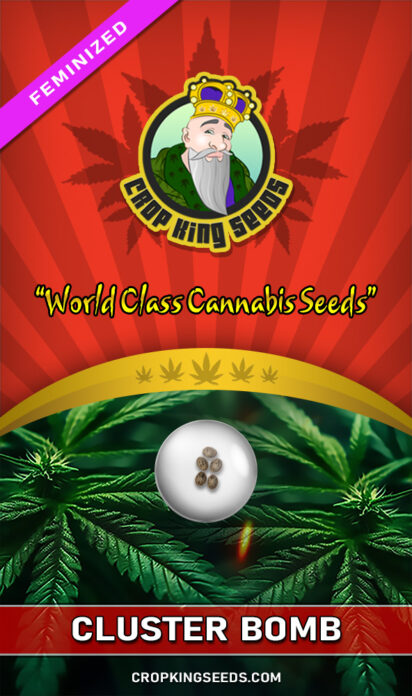 Cluster Bomb Feminized