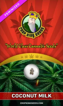 Coconut Milk Feminized