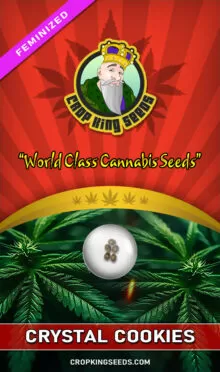 Crystal Cookies Feminized