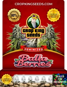 Balla Berries Strain