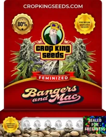 Bangers and Mac Strain