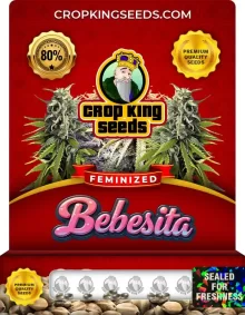 Bebesita Strain