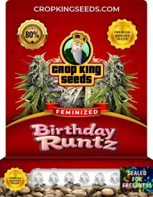 Birthday Runtz Strain