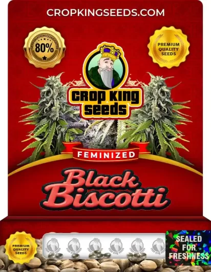 Black Biscotti Strain