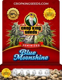Blue Moonshine Strain
