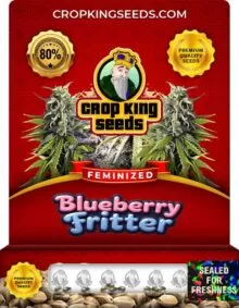 Blueberry Fritter Strain