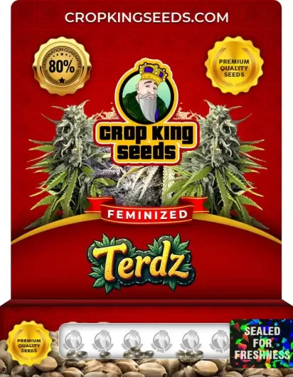 Terdz Strain