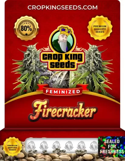 Firecracker Feminized