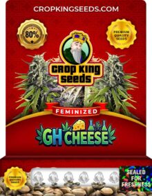 GH Cheese Feminized
