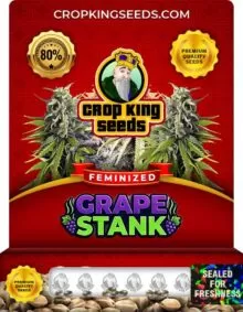 Grape Stank Feminized