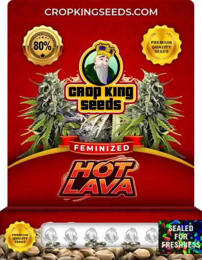 Hot Lava Feminized