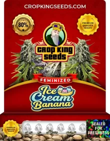 Ice Cream Banana Feminized