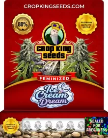Ice Cream Dream Feminized