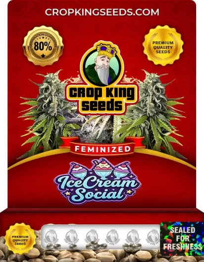 Ice Cream Social Feminized