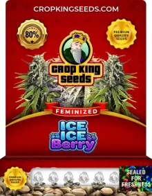 Ice Ice Berry Feminized