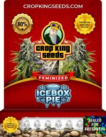 IceBox Pie Feminized