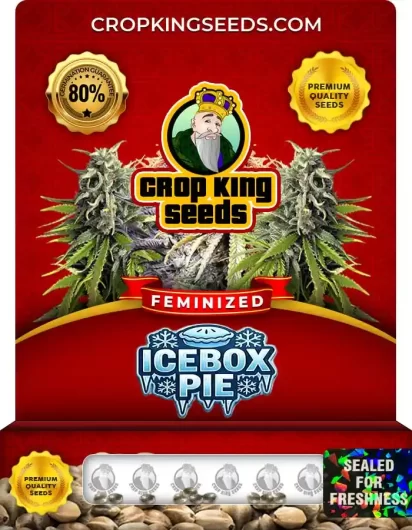 IceBox Pie Feminized