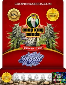 Ingrid Feminized