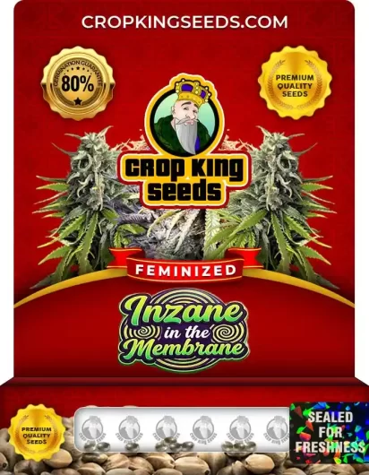 Inzane In The Membrane Feminized