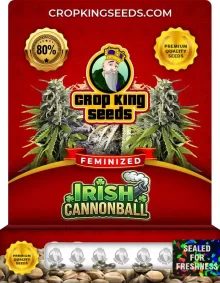Irish Cannonball Feminized